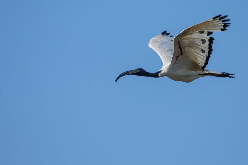 Ibis sacré
